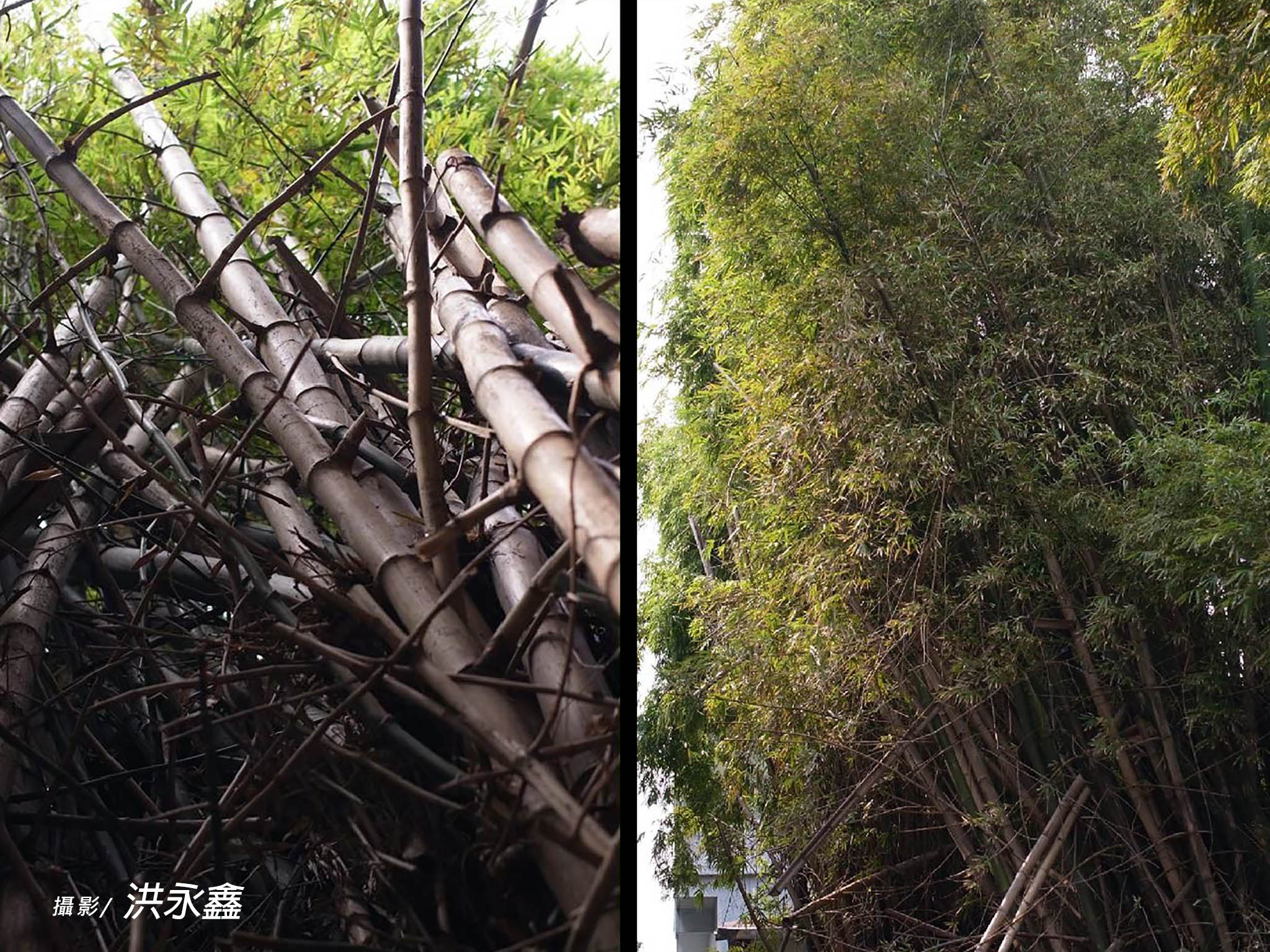 竹林