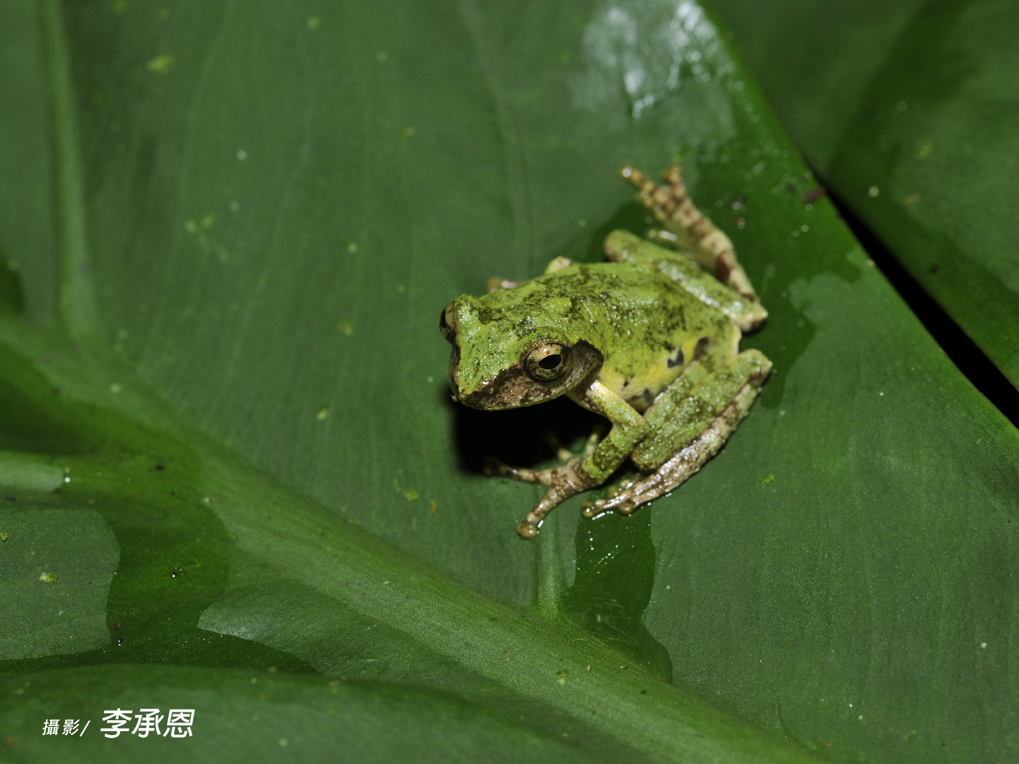 艾氏樹蛙
