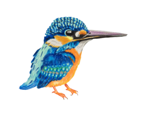 翠鳥去背