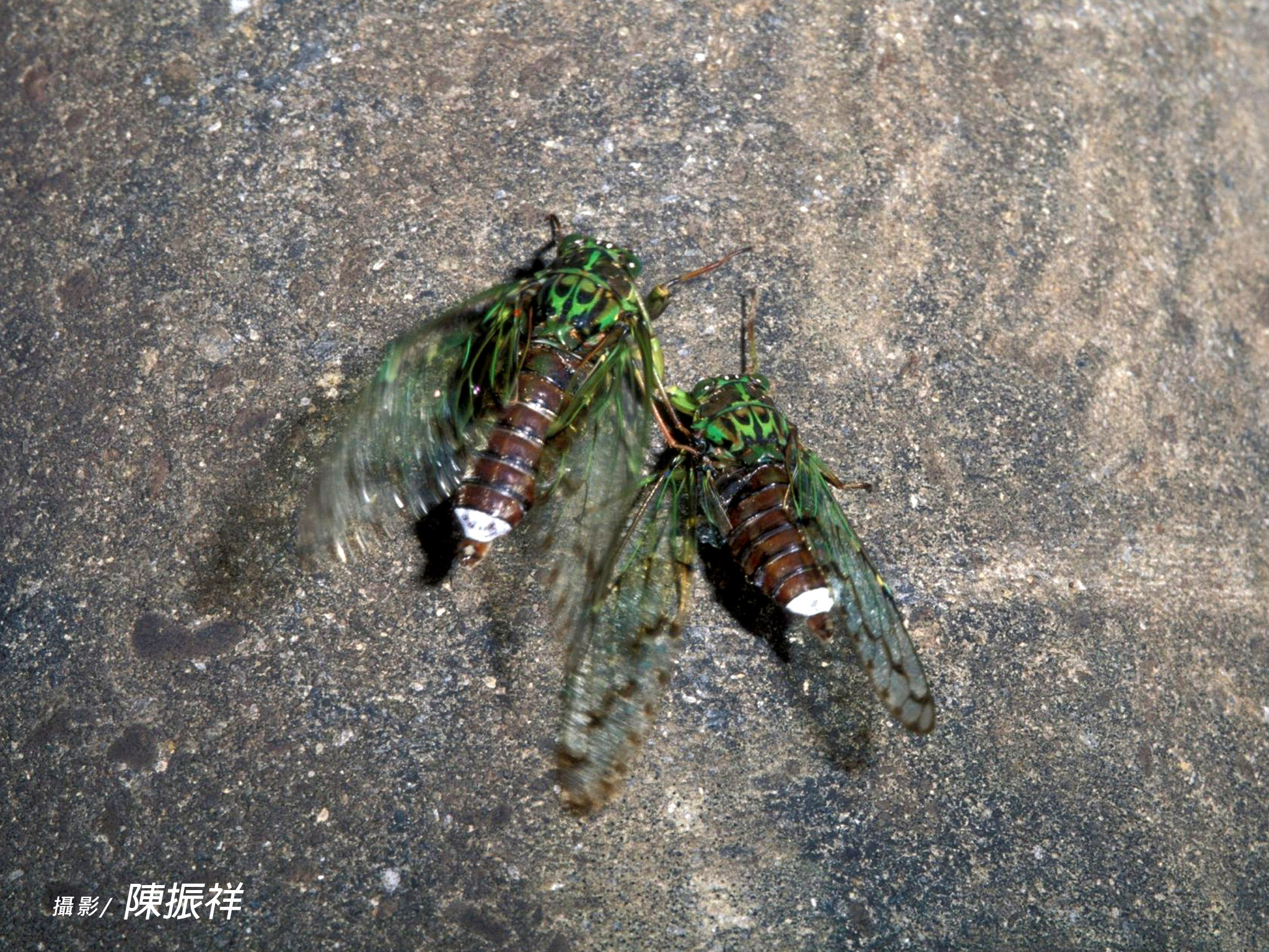 阿里山紋翅幕蟬