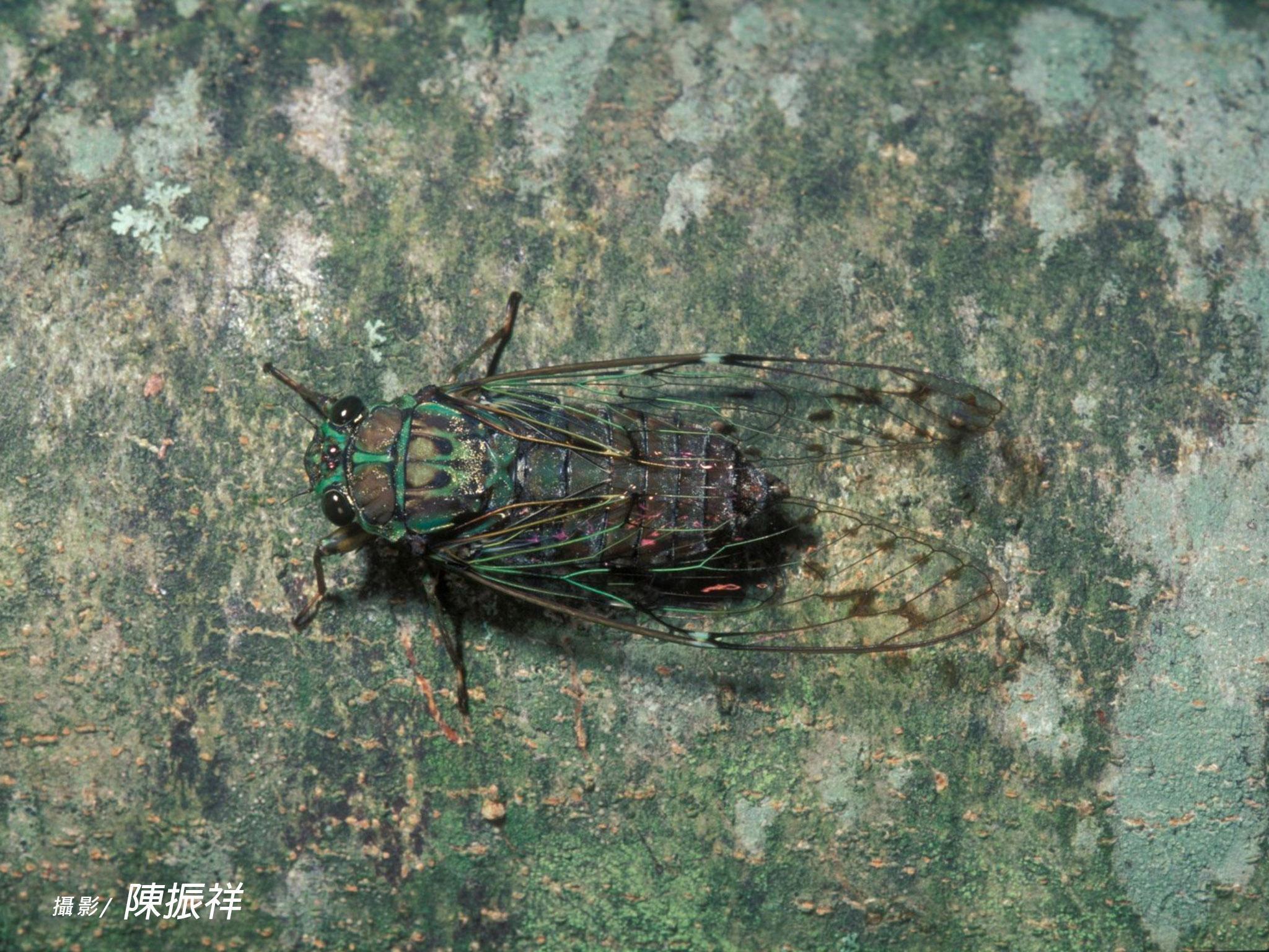 陽明山暮蟬2